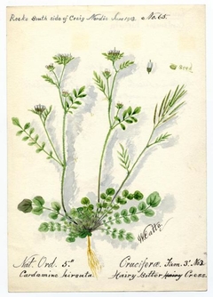 Bitter hairy cress (Cardamine hirsuta) - William Catto - ABDAG016241 by William Catto