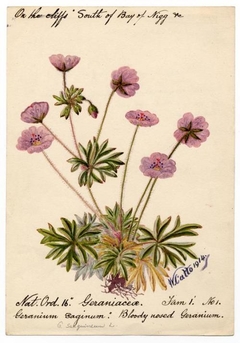 Bloody nosed gernium (geranium sanguineum) - William Catto - ABDAG016426 by William Catto