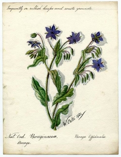 Borage (Borago Officinalis) - William Catto - ABDAG016125 by William Catto