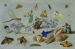 Butterflies and other insects by Jan van Kessel the Elder