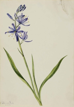 Camas (Quamasia quamash) by Mary Vaux Walcott