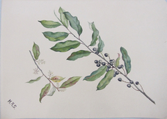 Cherry Laurel (Mock Orange) Bough by Mary Russell Smith