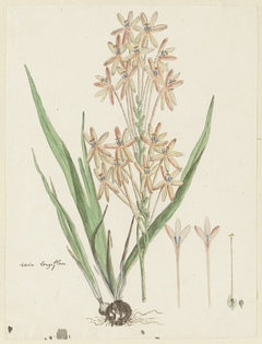 Ixia, met detailstudies van de bloeiwijze by Robert Jacob Gordon