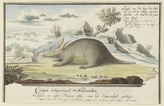 Kaaps aardvarken (Orycteropus afer) by Robert Jacob Gordon