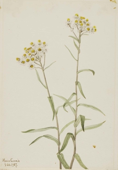 Pearl Everlasting (Anaphalis margaritacea) by Mary Vaux Walcott