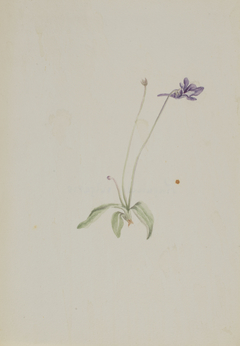 Pinguicula vulgaris by Mary Vaux Walcott