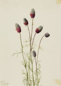 Purple Prairieclover (Petalostemon purpureum) by Mary Vaux Walcott