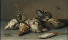 Still Life with Shells and an Autumn Crocus by Balthasar van der Ast