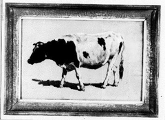 Studie van een stier by Johannes Hubertus Leonardus de Haas