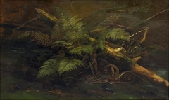 Study in Ferns by Francis Devlan