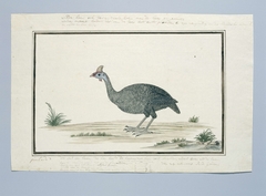 Tarentaal (Numida meleagris); het haantje by Robert Jacob Gordon