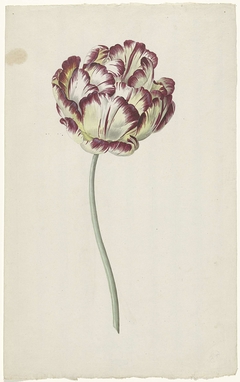 Tulp by Louis Moritz