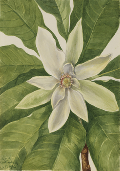 Umbrella Tree (Magnolia tripetala) by Mary Vaux Walcott