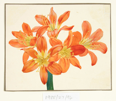 Untitled (Amaryllis) by Vivian Smith