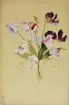 (Untitled--Flower Study) by Mary Vaux Walcott