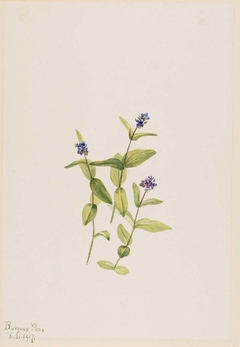 Veronica wormskjoldii by Mary Vaux Walcott