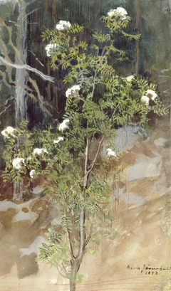 White rowan by Eero Järnefelt