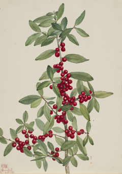 Yaupon (Ilex vomitoria) by Mary Vaux Walcott