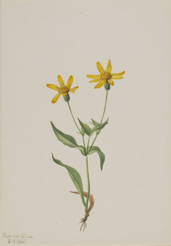 Arnica alpina by Mary Vaux Walcott