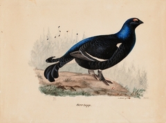 Black Grouse by Ferdinand von Wright