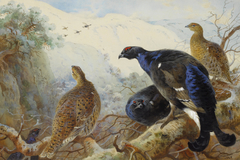 Blackgame. by Archibald Thorburn