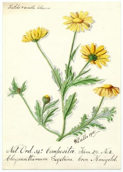 Corn Marigold (Chrysanthemum segetum) - William Catto - ABDAG016176 by William Catto