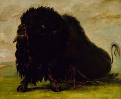 Dying Buffalo, Shot with an Arrow by George Catlin