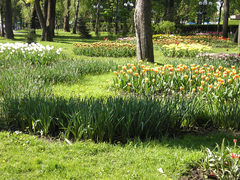 Flowers (Tulips and Daisies) by Othon Friesz