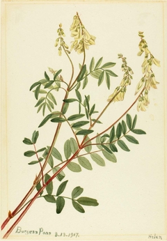 Hedysarum (Hedysarum sulphurescens) by Mary Vaux Walcott