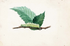 Jagged Leaf Edge Caterpillar, study for book Concealing Coloration in the Animal Kingdom by Louis Agassiz Fuertes