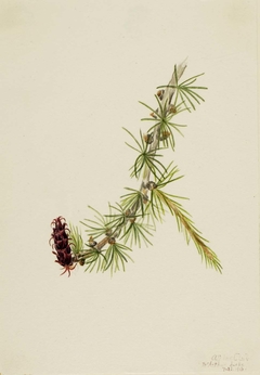 Lyall Larch (Larix lyallii) by Mary Vaux Walcott