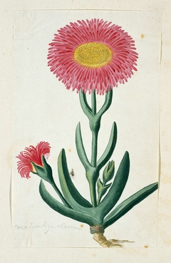 Mesembryanthemum, met twee bloemen by Robert Jacob Gordon