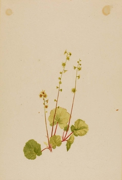 Mitella nuda by Mary Vaux Walcott