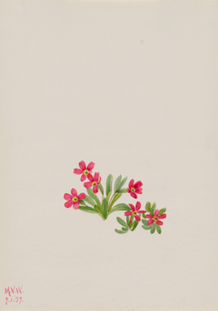 Primrose (Primula angustifolia) by Mary Vaux Walcott