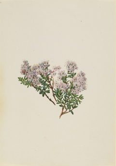 Sand Myrtle (Leiophyllum lyoni) by Mary Vaux Walcott