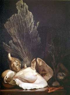 Still Life of Shells and Coral by Antoine Berjon