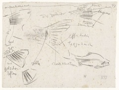 Studies van de staart van een vis, met kleurnotities by Gerrit Willem Dijsselhof