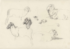 Studies van schapen by Guillaume Anne van der Brugghen