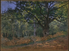 The Bodmer Oak, Fontainebleau Forest by Claude Monet