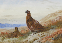 The Challenge. by Archibald Thorburn