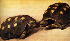 Two dueling tortoises by Albert Eckhout