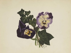 Untitled (Pansies and Ivy) by Mary Vaux Walcott