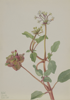 Untitled (Tripterocalyx pedunculatus) by Mary Vaux Walcott