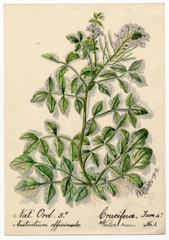 Water-cress (Nasturtium officinale) - William Catto - ABDAG016248 by William Catto