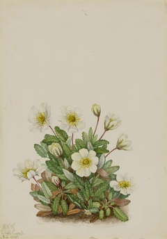 White Dryad (Dryas octopetala) by Mary Vaux Walcott