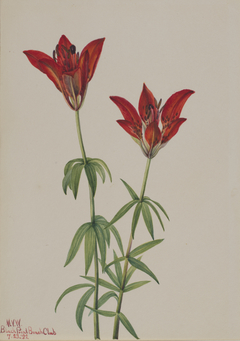 Wood Lily (Lilium philadelphicum) by Mary Vaux Walcott