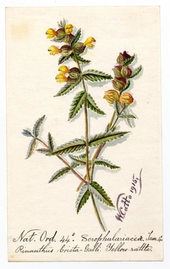 Yellow-rattle (Rhinanthus minor) - William Catto - ABDAG016103 by William Catto