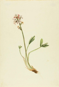 Buckbean (Menyanthes trifoliata) by Mary Vaux Walcott