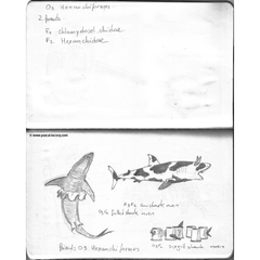 Carnet Bleu: Encyclopedia of…shark, vol.I p05 - by Pascal by Pascal Lecocq