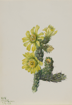 Cholla Opuntia whipplei by Mary Vaux Walcott